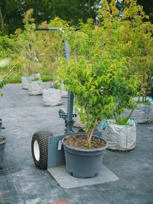 Big lush potted plant placed on cart in garden