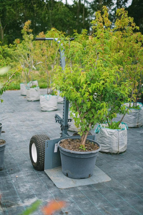 Big lush potted plant placed on cart in garden