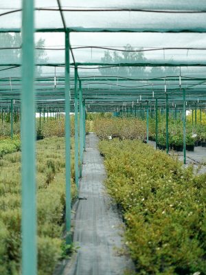 Cultivated plants growing in rows in greenhouse