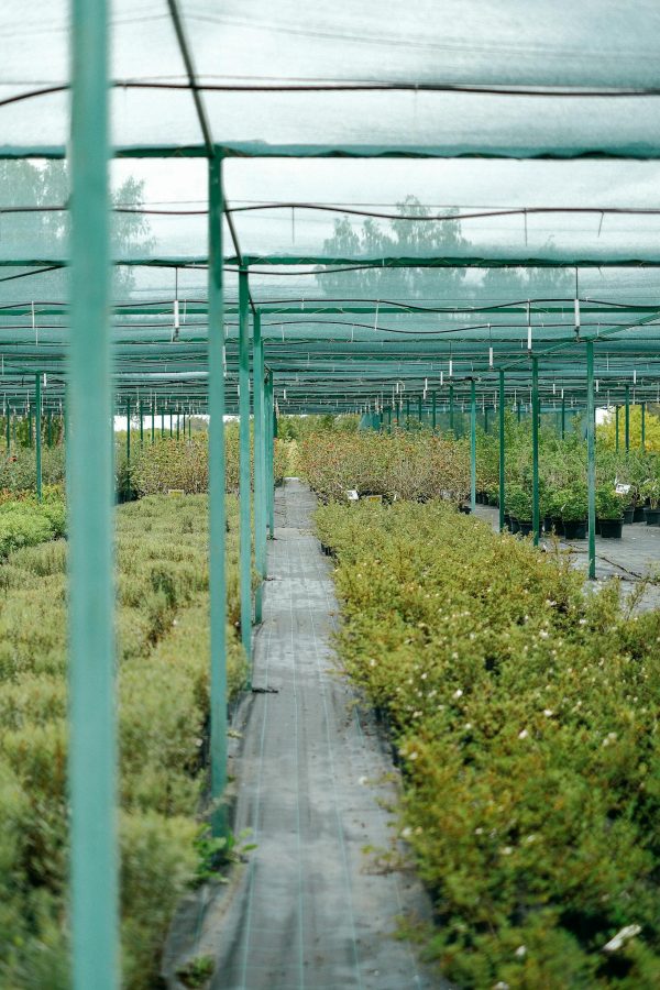 Cultivated plants growing in rows in greenhouse