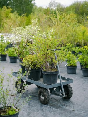 Green verdant plants placed on gardener cart in botanical garden on clear summer day