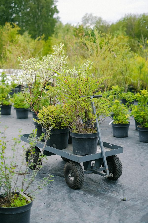 Green verdant plants placed on gardener cart in botanical garden on clear summer day