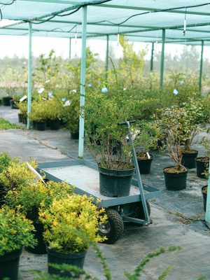 Spacious greenhouse with lush green potted plants and wheelbarrow in botanical garden in daylight