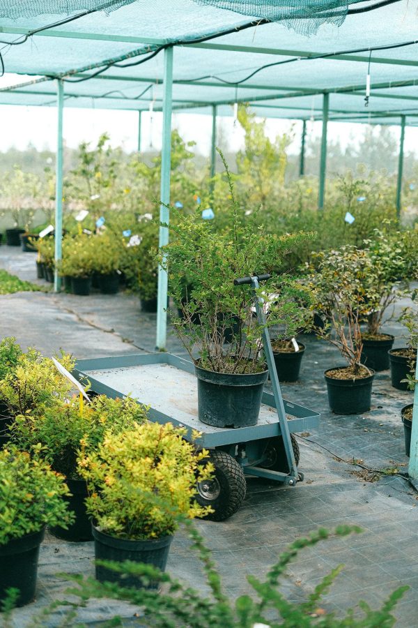 Spacious greenhouse with lush green potted plants and wheelbarrow in botanical garden in daylight